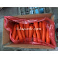 Carota piccola Shandong fresca